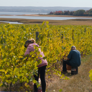 Product image for Blomidon NV Cuvée L'Acadie