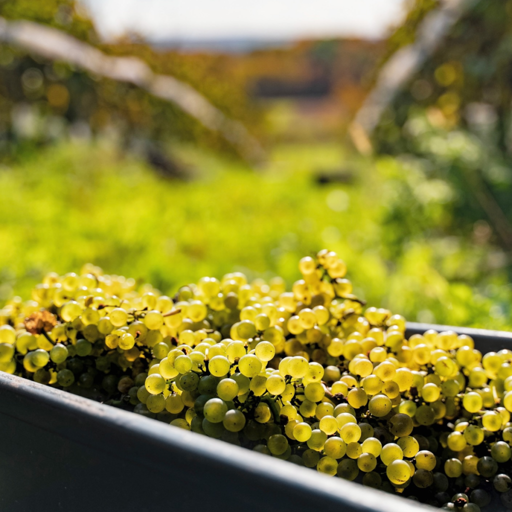 Product image for Blomidon NV Cuvée L'Acadie