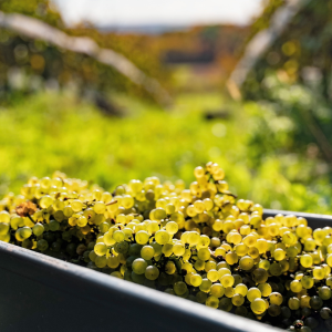 Product image for Blomidon NV Cuvée L'Acadie