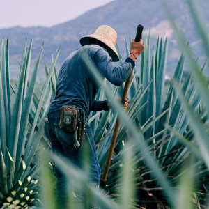 Product image for Lunazul Tequila Reposado