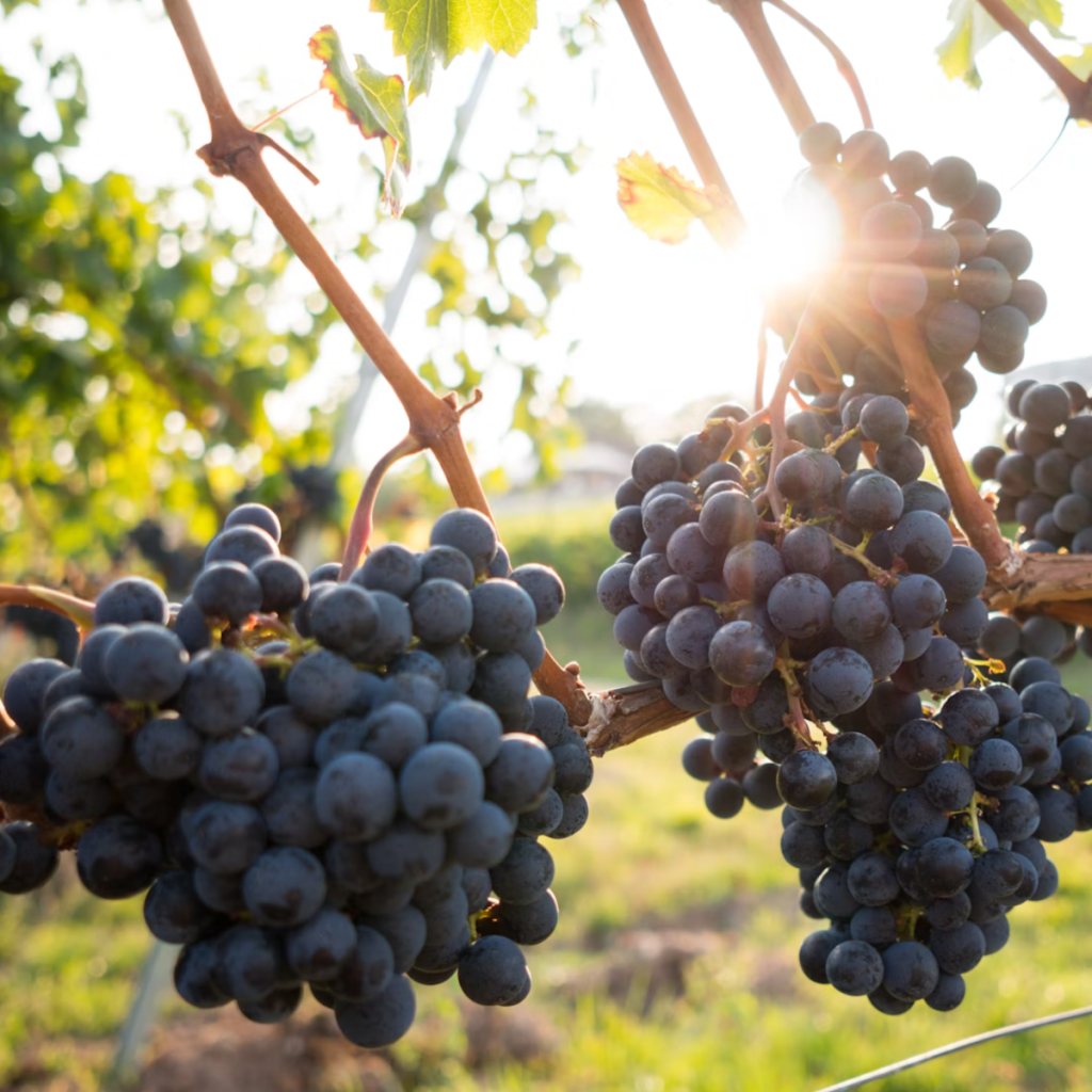 Product image for Larutan Tempranillo