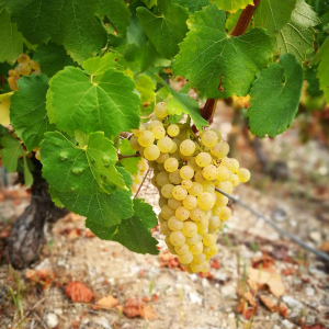 Product image for Domaine La Meuliere Chablis Premier Cru Les Fourneaux