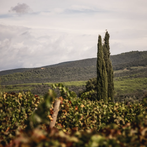 Product image for Grattamacco Bolgheri Rosso Superiore DOC