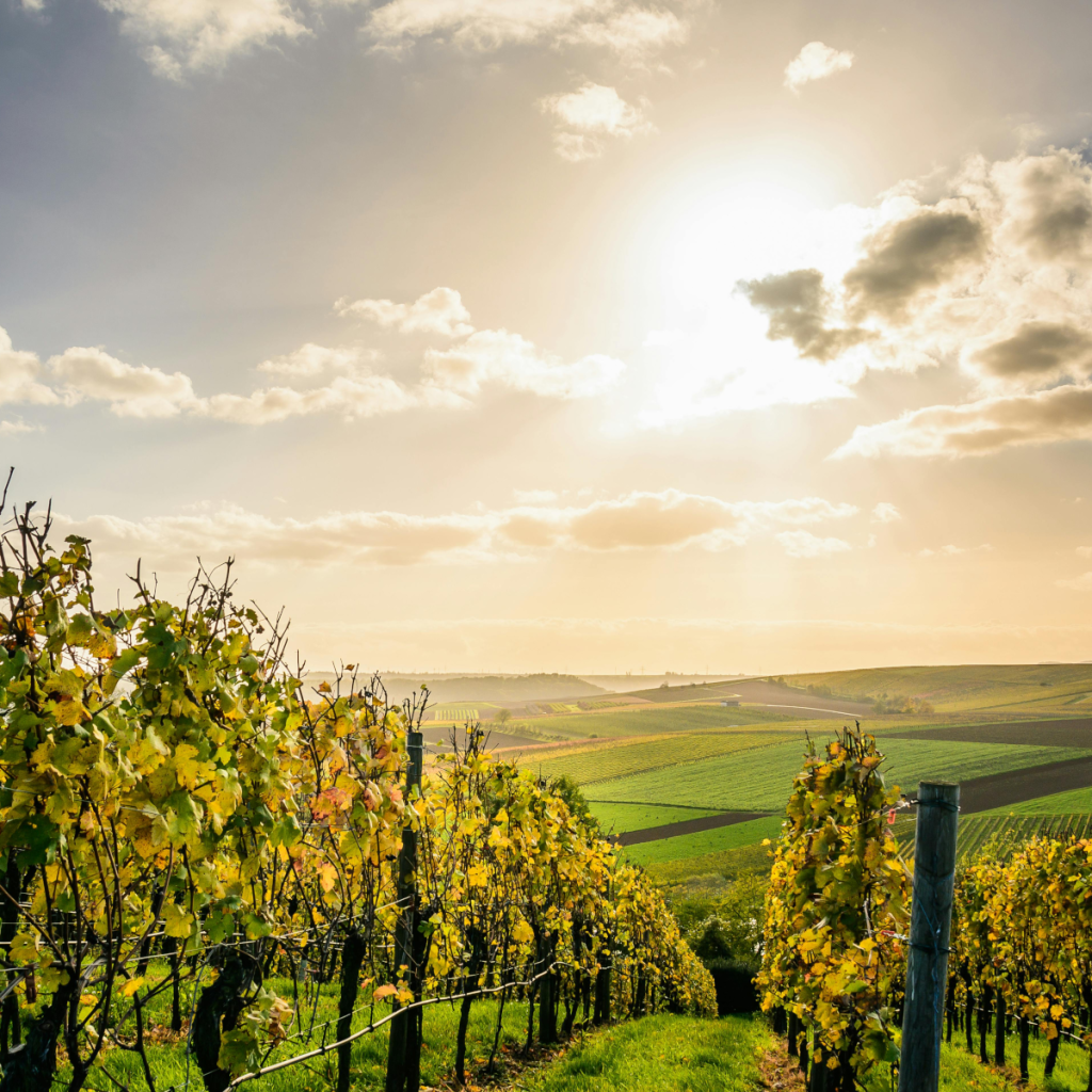 Product image for El Guardian Viura