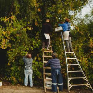 Product image for Bouchon Pais Viejo