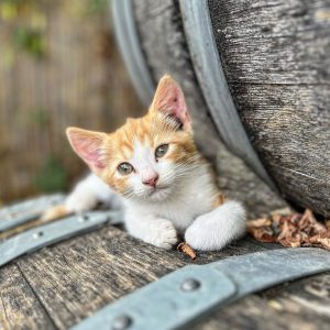 Product image for Fugnano Chianti Colli Senesi