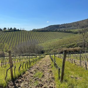 Product image for Fugnano Chianti Colli Senesi