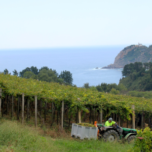 Product image for Zudugarai Getariako Txakolina