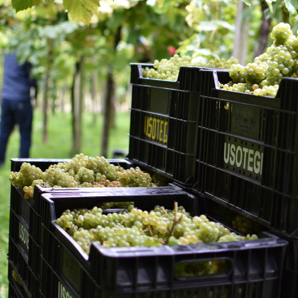 Product image for Zudugarai Getariako Txakolina