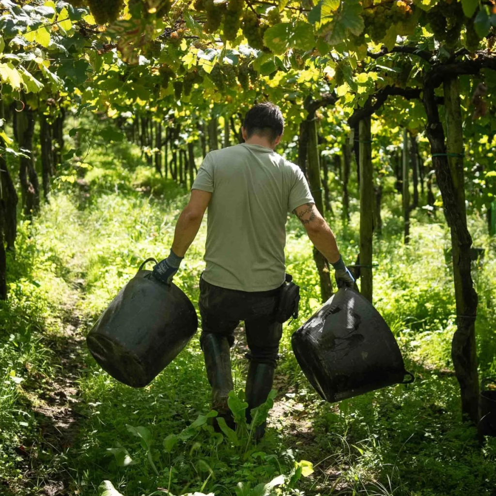 Product image for Zudugarai Getariako Txakolina