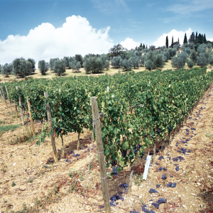 Product image for Poggio di Sotto Brunello di Montalcino DOCG