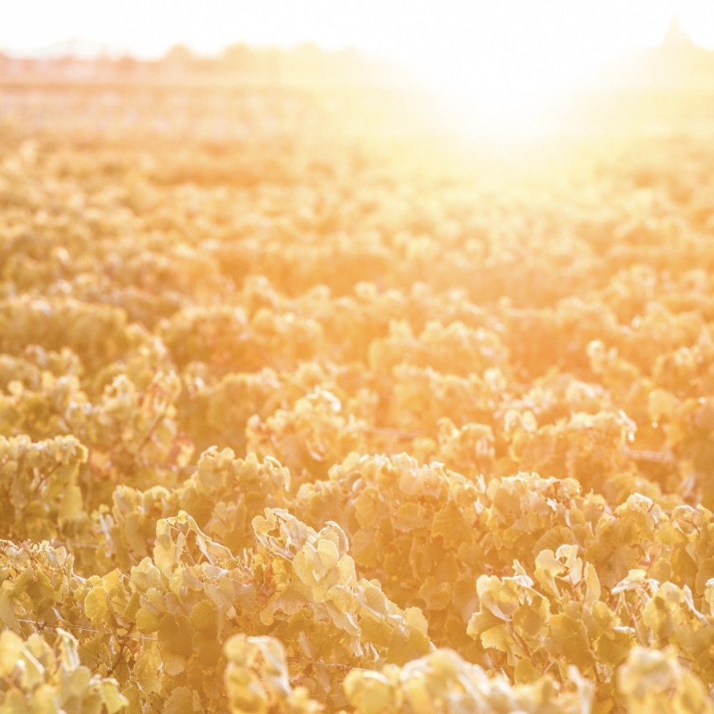 Product image for Pask Gimblett Gravels Chardonnay