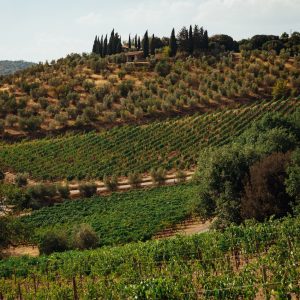 Product image for Poggio di Sotto Brunello di Montalcino DOCG