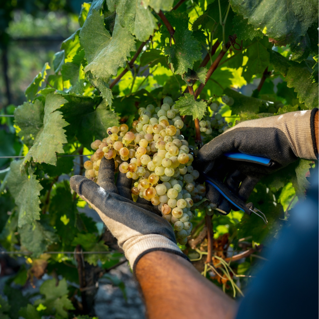 Product image for Sella e Mosca Cala Reale Vermentino di Sardegna