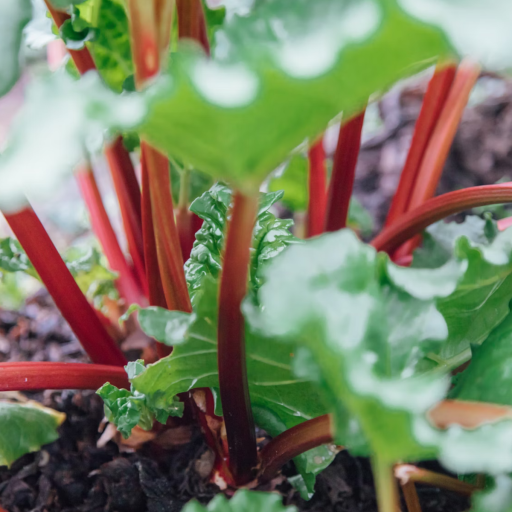 Product image for Ironworks Rhubarb Liqueur 500ml