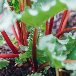 Product image for Ironworks Rhubarb Liqueur 500ml