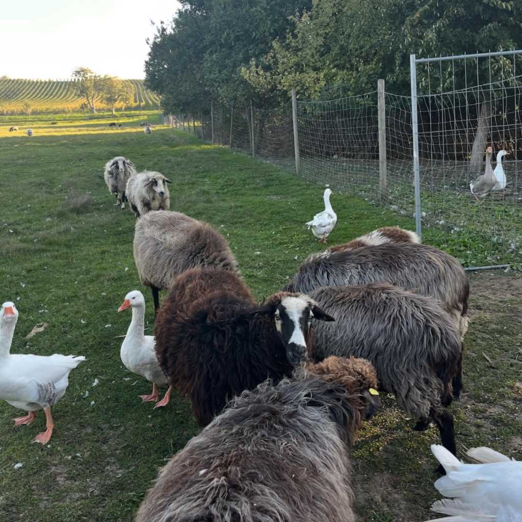 Product image for Weingut Heinrich Naked White