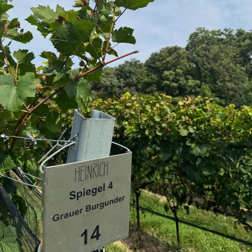 Product image for Weingut Heinrich Naked White