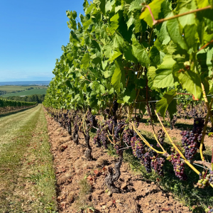 Product image for Luckett Grape Thief Red