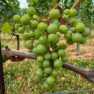 Product image for Weingut Heinrich Naked White