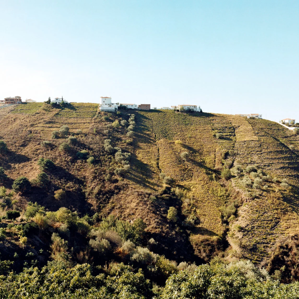 Product image for Telmo Rodriguez Basa Rueda