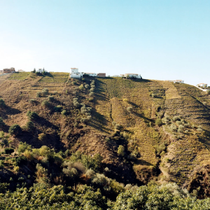 Product image for Telmo Rodriguez Basa Rueda