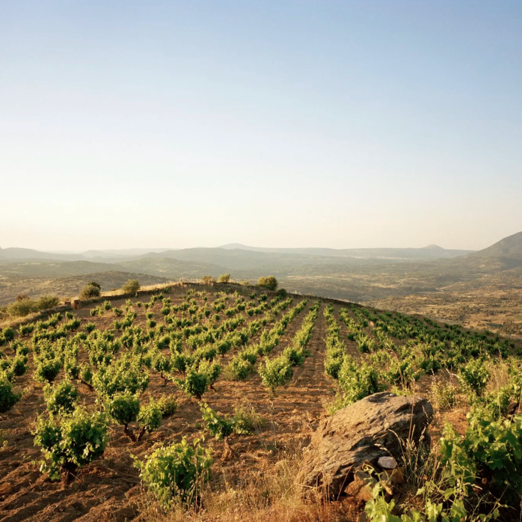 Product image for Telmo Rodriguez Basa Rueda