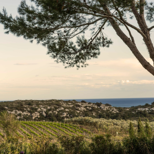 Product image for Gerard Bertrand Genora Vin Orange