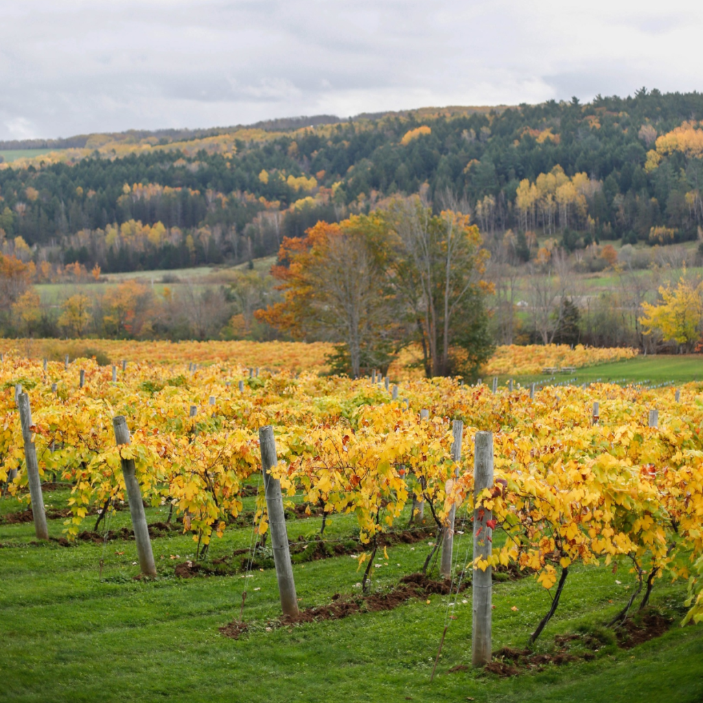 Product image for Benjamin Bridge Wild Rock Red
