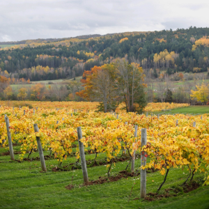 Product image for Benjamin Bridge Wild Rock Red