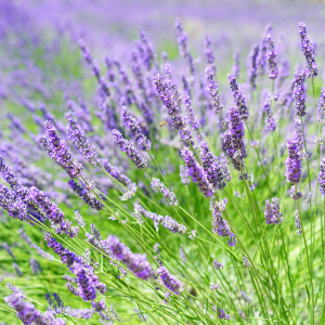 Product image for Benedictine Liqueur 750ml