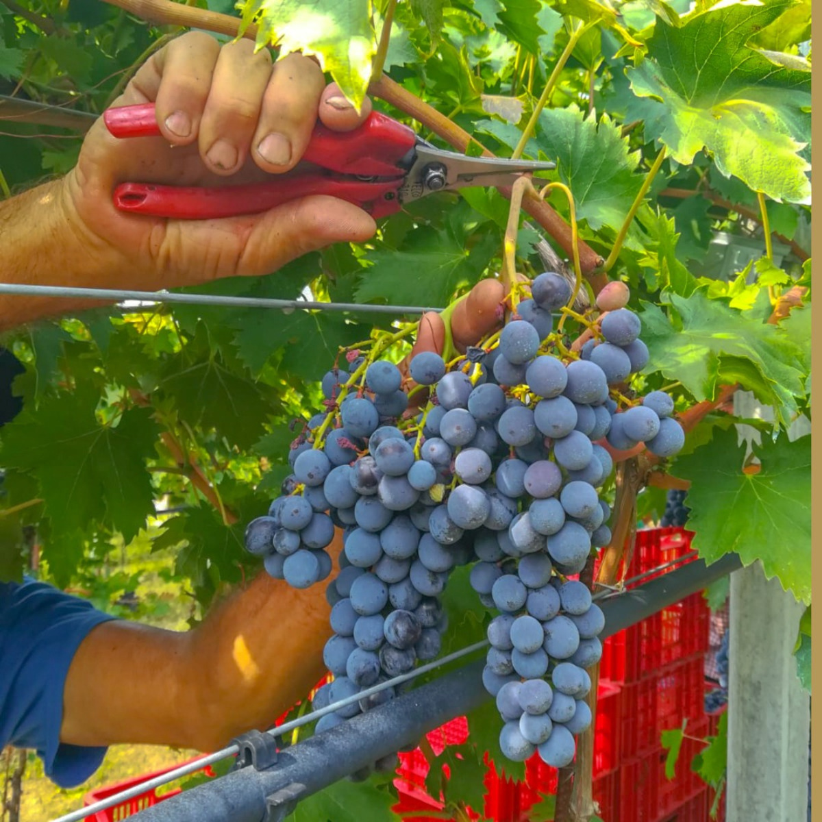 Product image for Lenotti Valpolicella DOC Classico