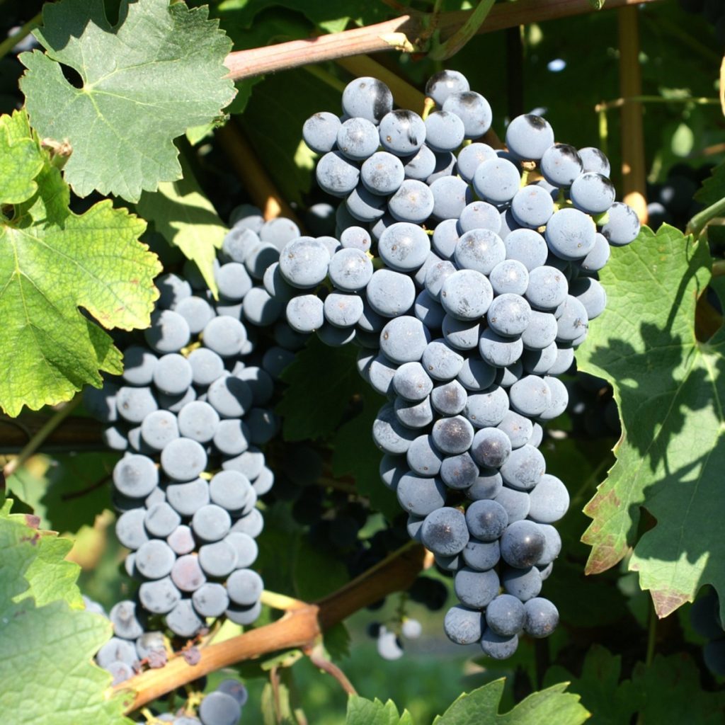 Product image for Lenotti Amarone della Valpolicella DOCG