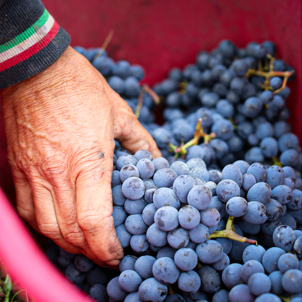 Product image for Poggerino Chianti Classico Riserva Bugialla