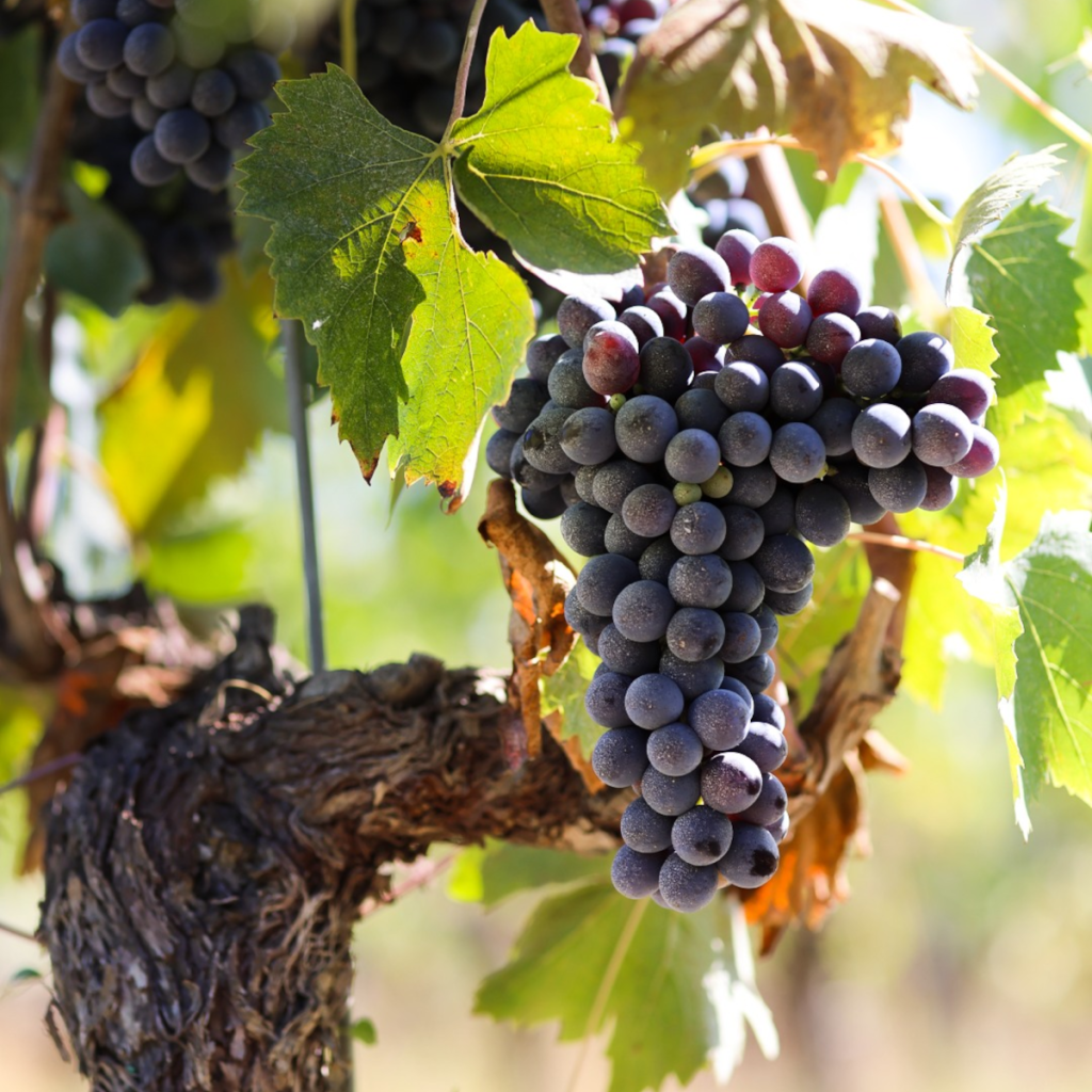 Product image for Poggerino Chianti Classico Riserva Bugialla