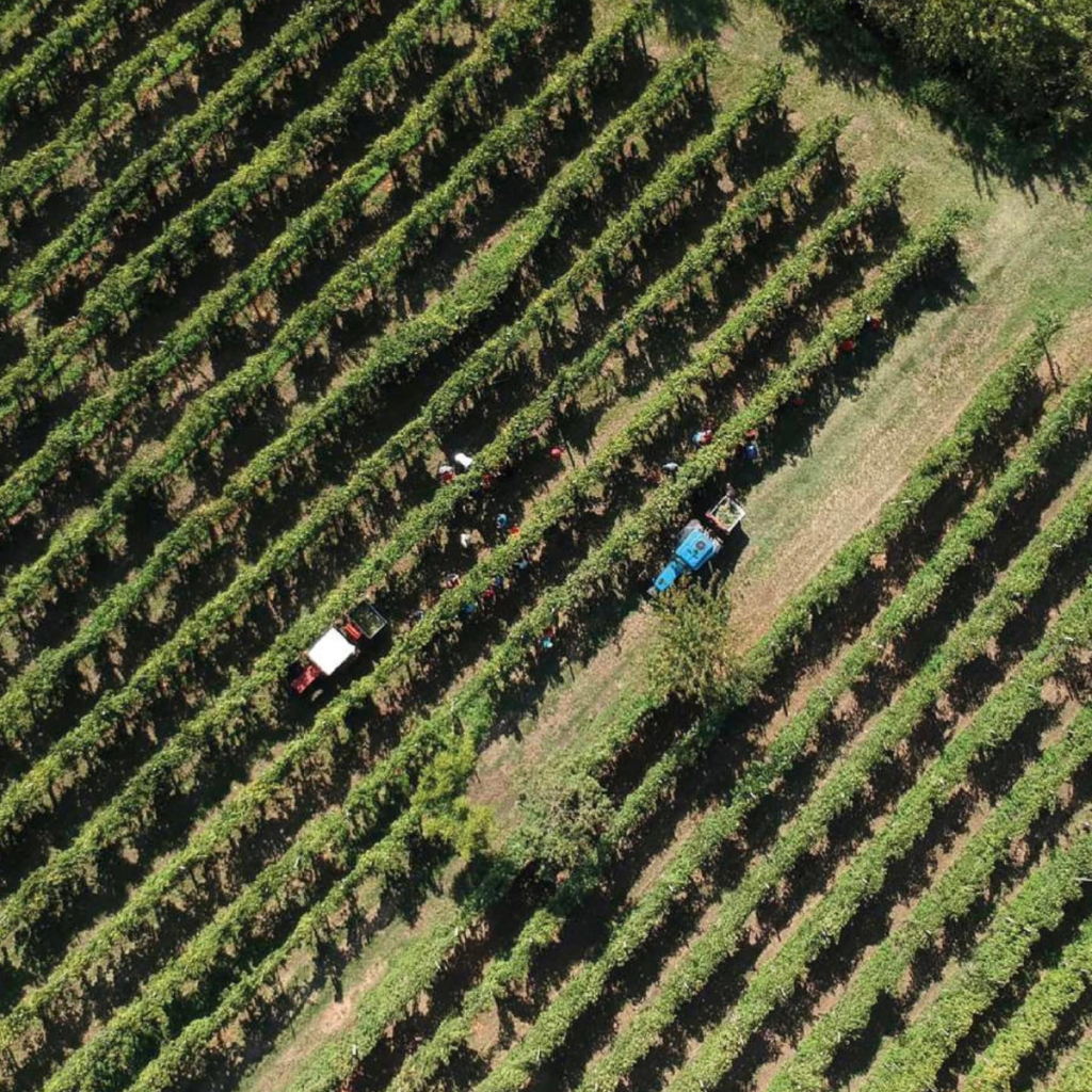 Product image for Terregaie Sauvignon Blanc Kali Veneto IGT