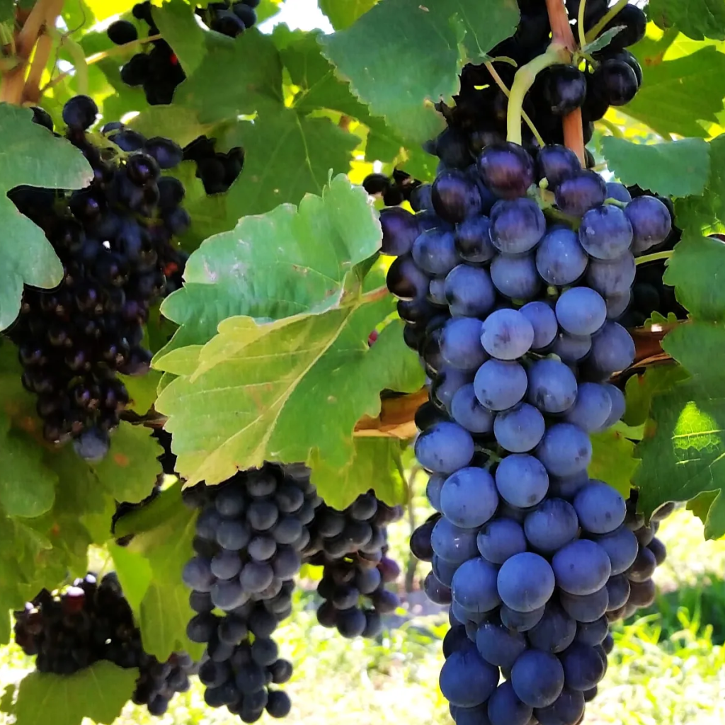 Product image for Pask Gimblett Gravels Syrah