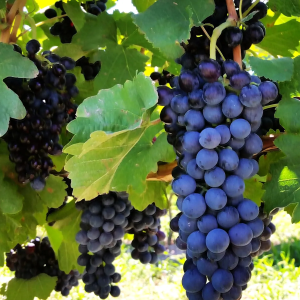 Product image for Pask Gimblett Gravels Syrah