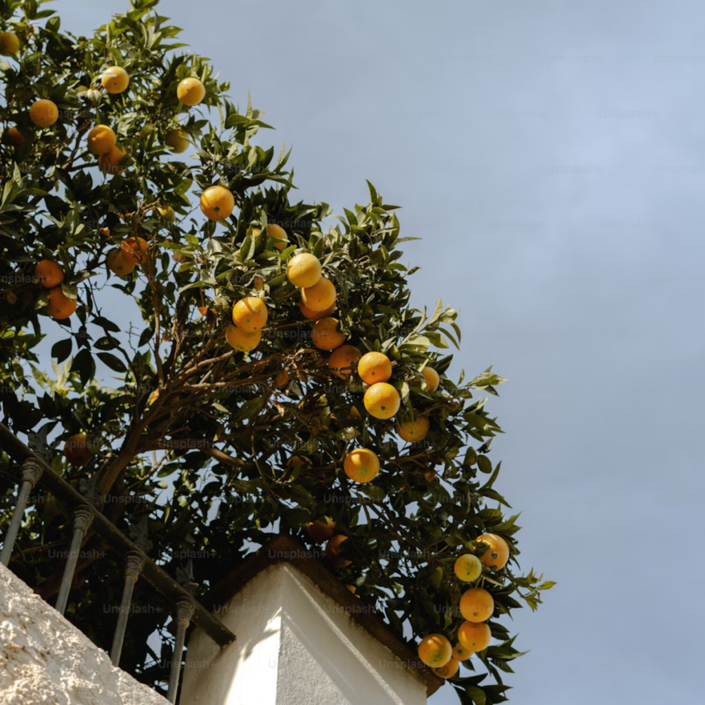 Product image for Bv Land Casal d'Emilia Limoncello