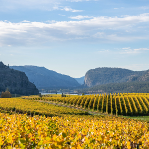 Product image for Blue Mountain Sauvignon Blanc