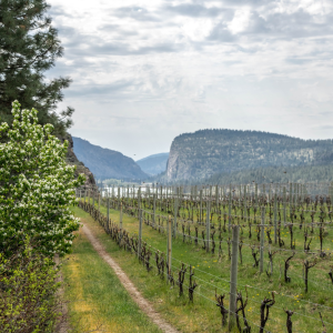 Product image for Blue Mountain Sauvignon Blanc