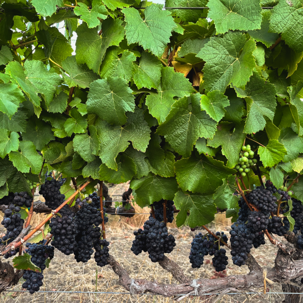 Product image for Jackson Estate Homestead Pinot Noir