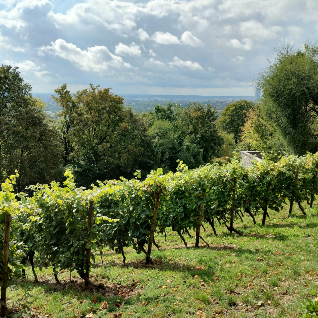 Product image for El Coto Crianza DOC