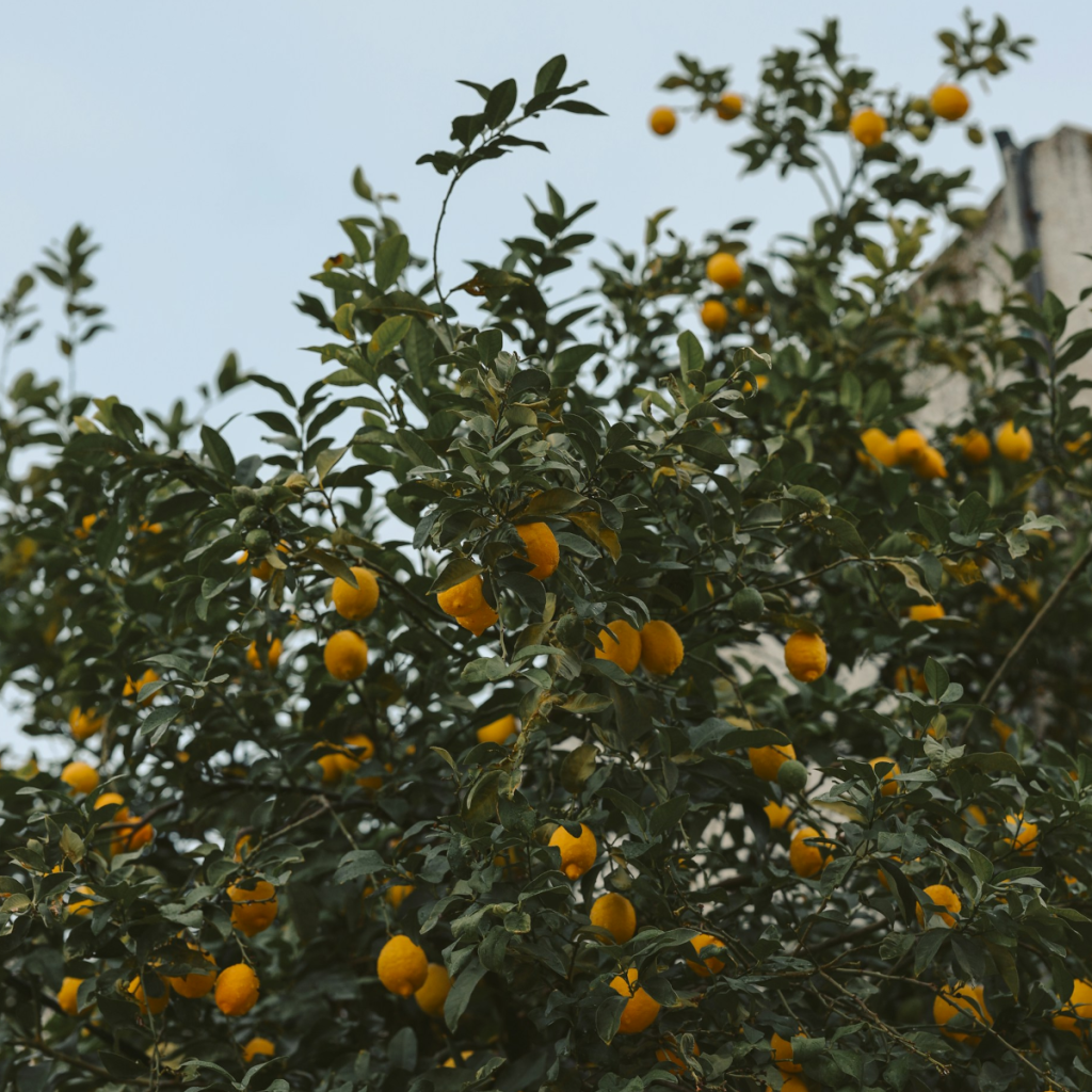 Product image for Meletti Limoncello