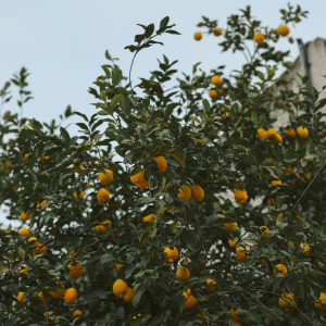 Product image for Meletti Limoncello