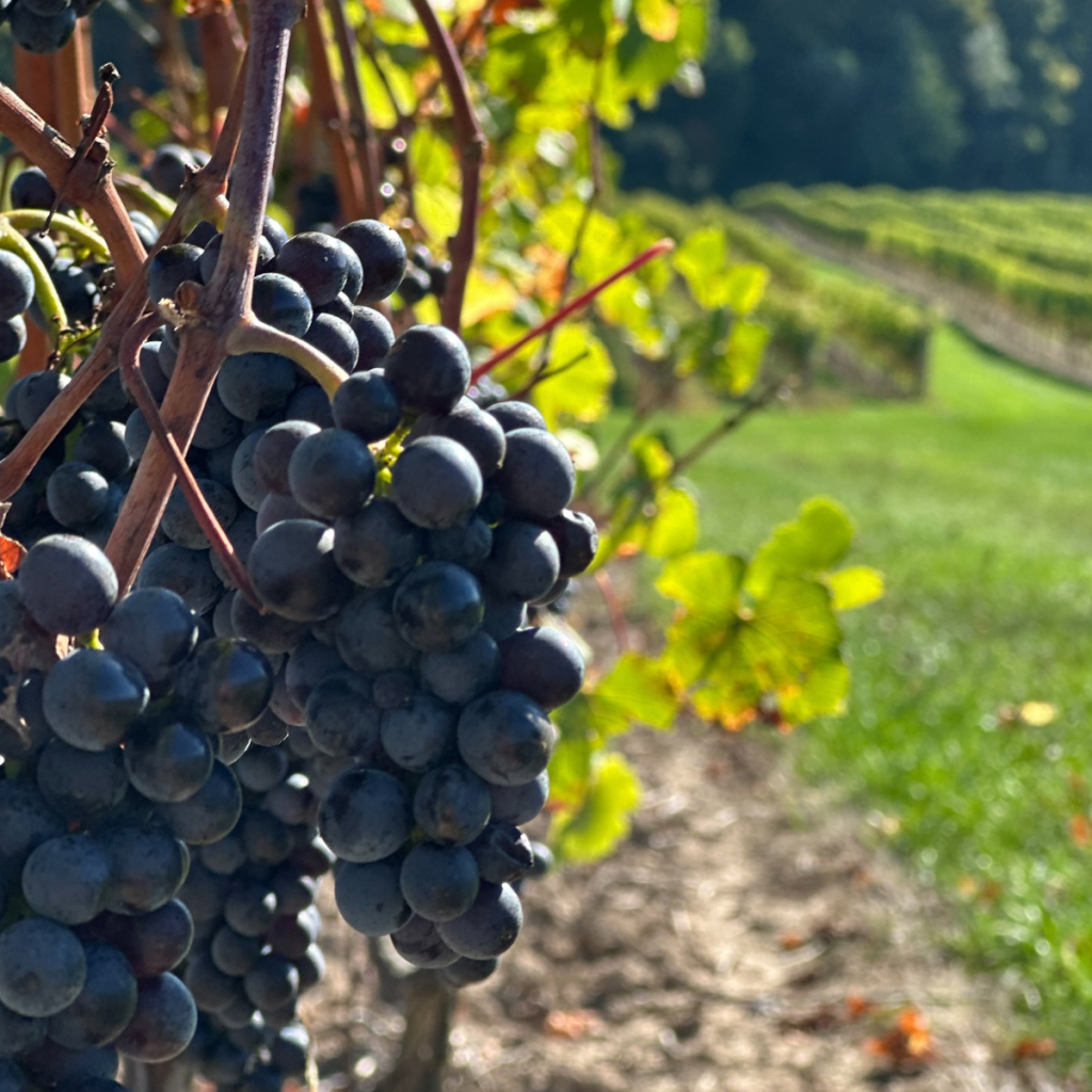 Product image for Cave Spring Niagara Peninsula Pinot Noir