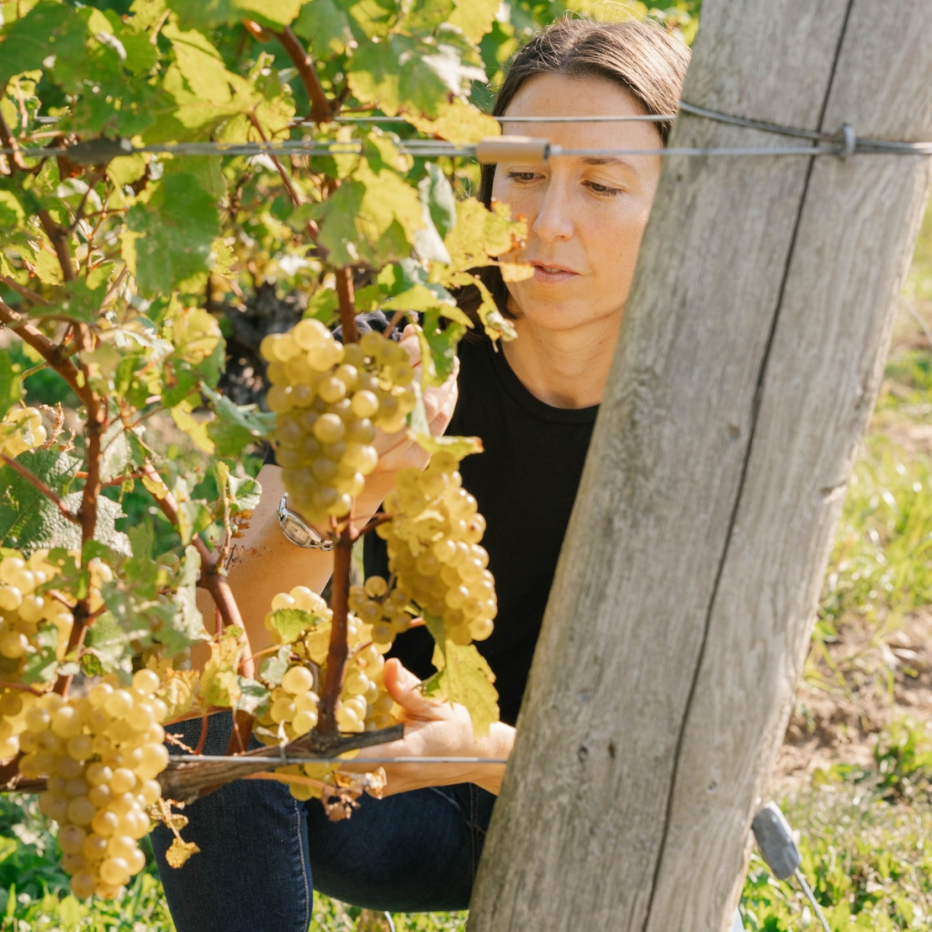 Product image for Malivoire Estate Grown Chardonnay