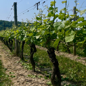 Product image for Malivoire Estate Grown Chardonnay