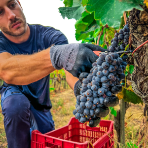 Product image for Poggio Argentiera Capatosta