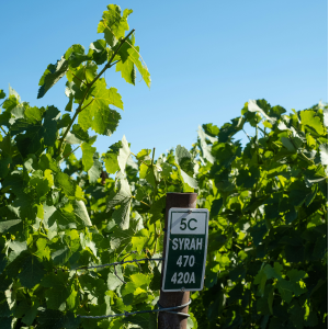 Product image for Echeverria Reserva Syrah